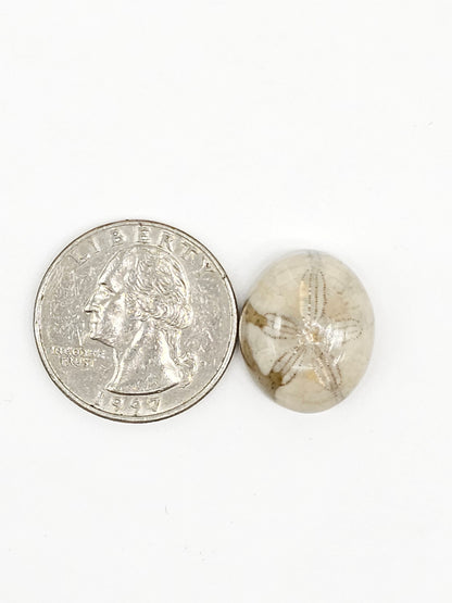 Sand Dollar Fossil - Medium
