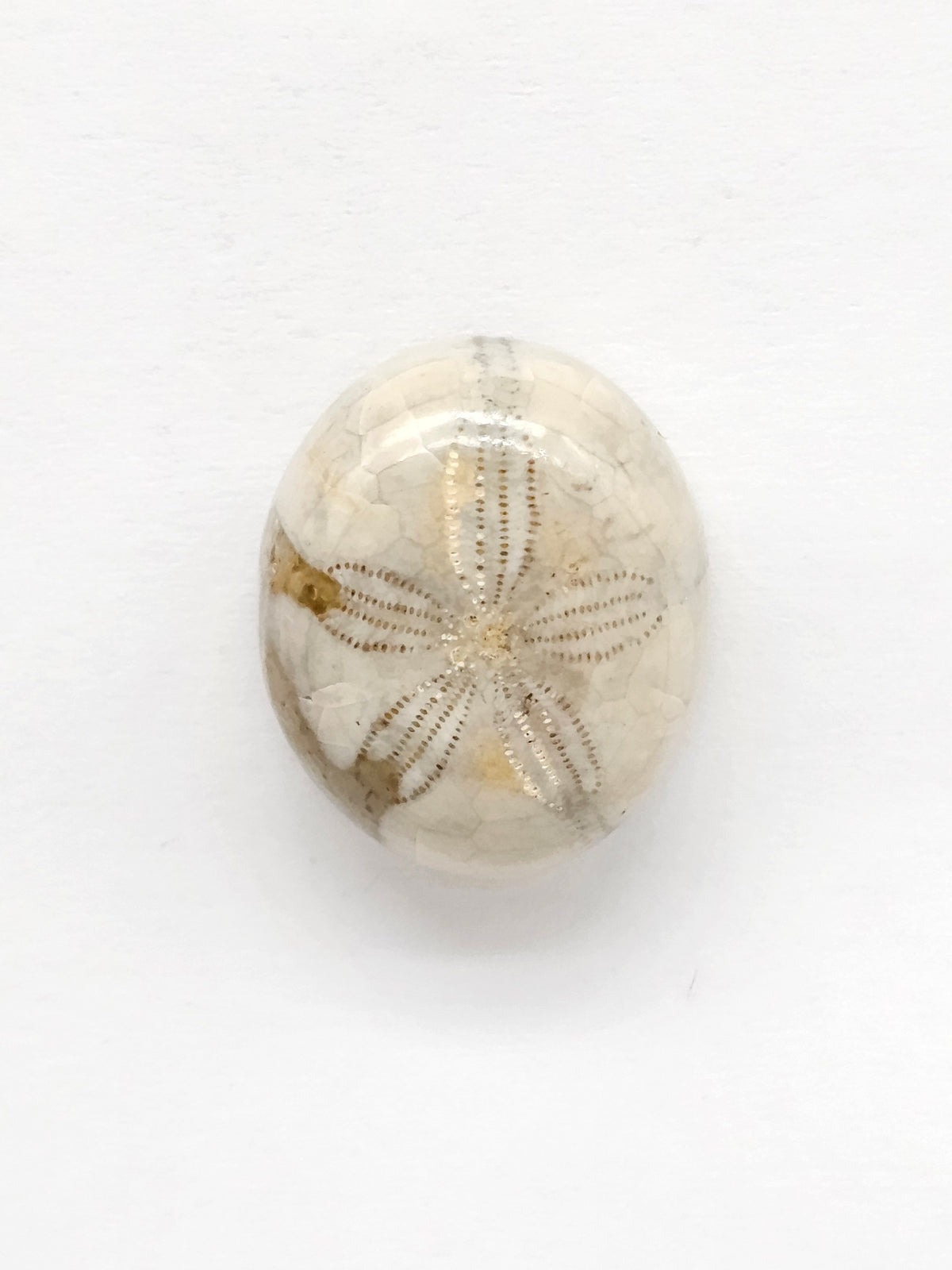 Sand Dollar Fossil - Medium