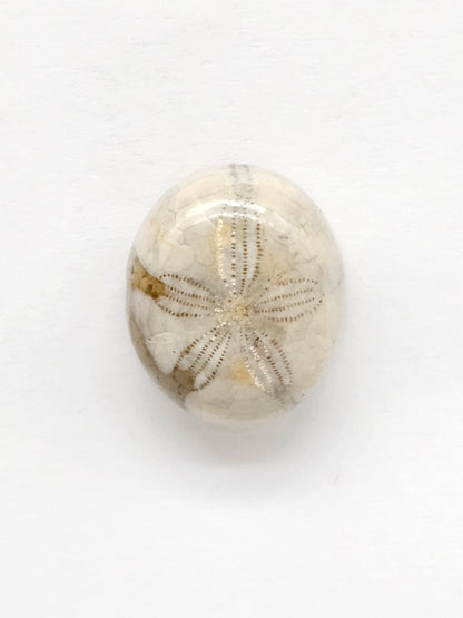 Sand Dollar Fossil - Medium