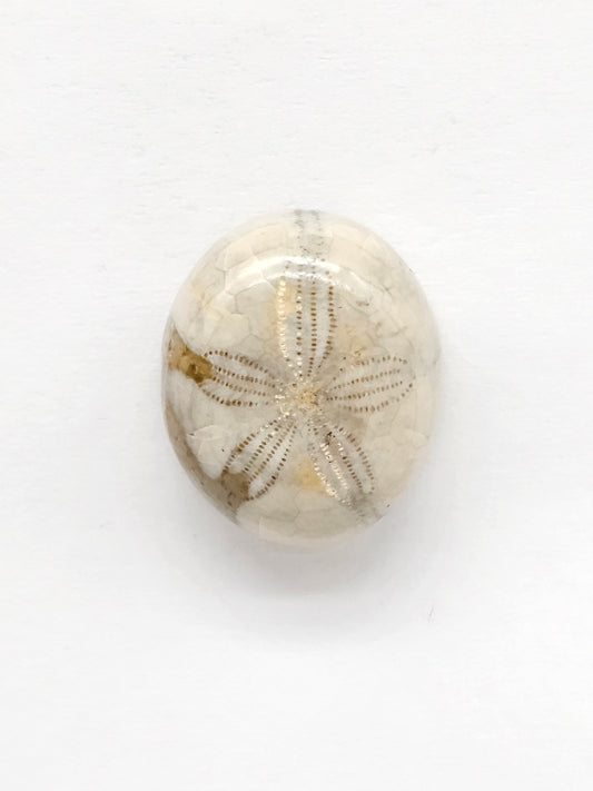 Sand Dollar Fossil - Medium