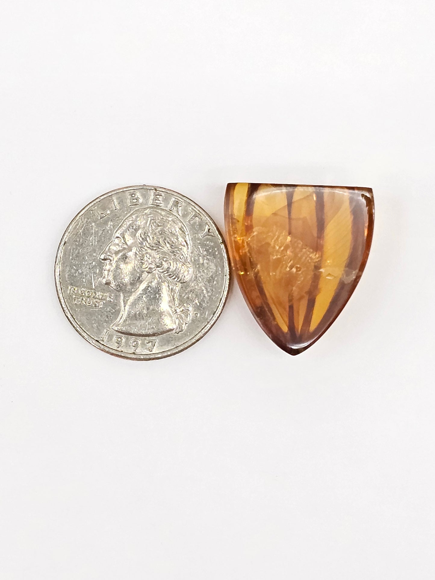 Amber Shell Cabochon