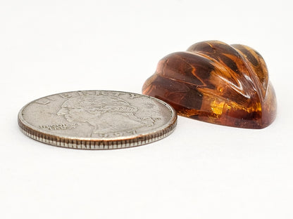 Amber Shell Cabochon