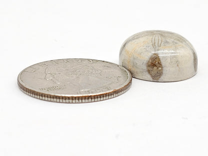 Sand Dollar Fossil - Medium