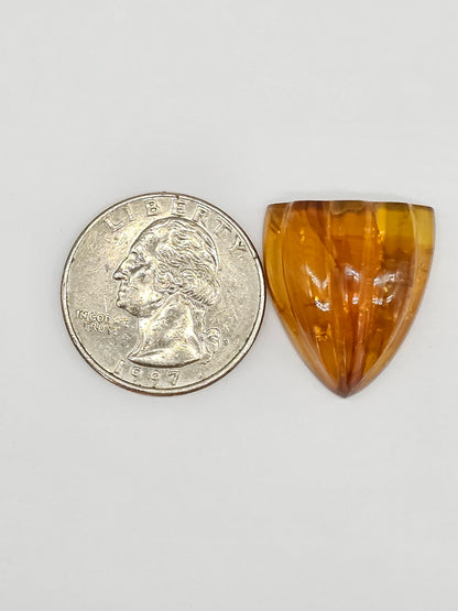 Amber Shell Cabochon