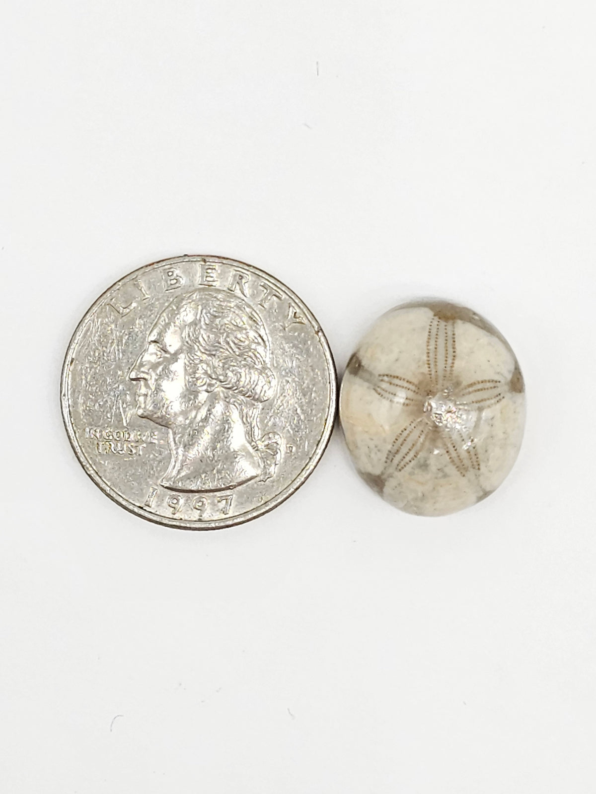 Sand Dollar Fossil - Medium