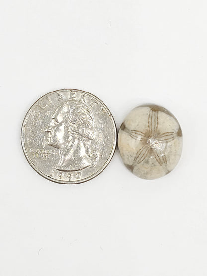 Sand Dollar Fossil - Medium