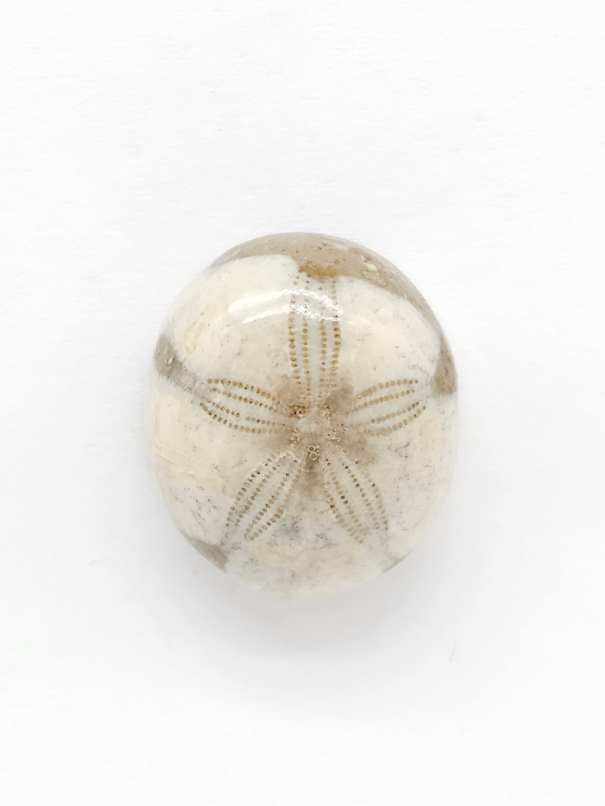 Sand Dollar Fossil - Medium