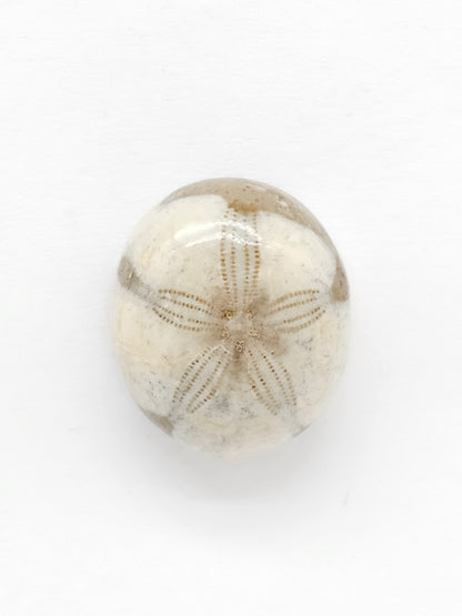 Sand Dollar Fossil - Medium