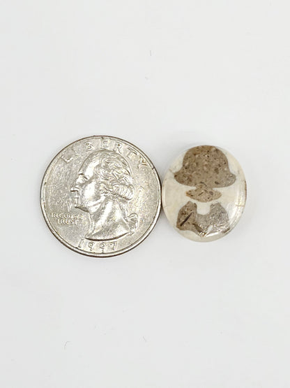 Sand Dollar Fossil - Medium