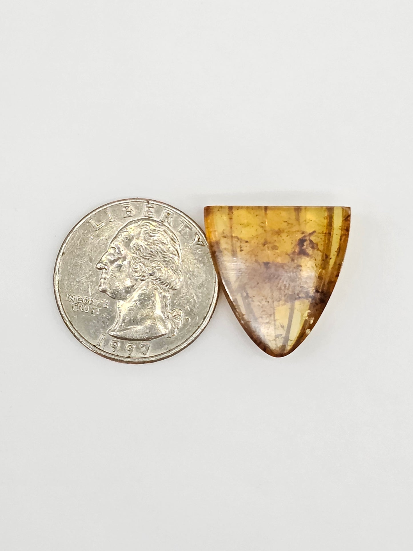 Amber Shell Cabochon