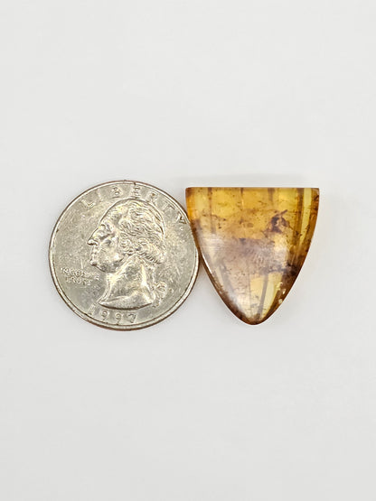 Amber Shell Cabochon