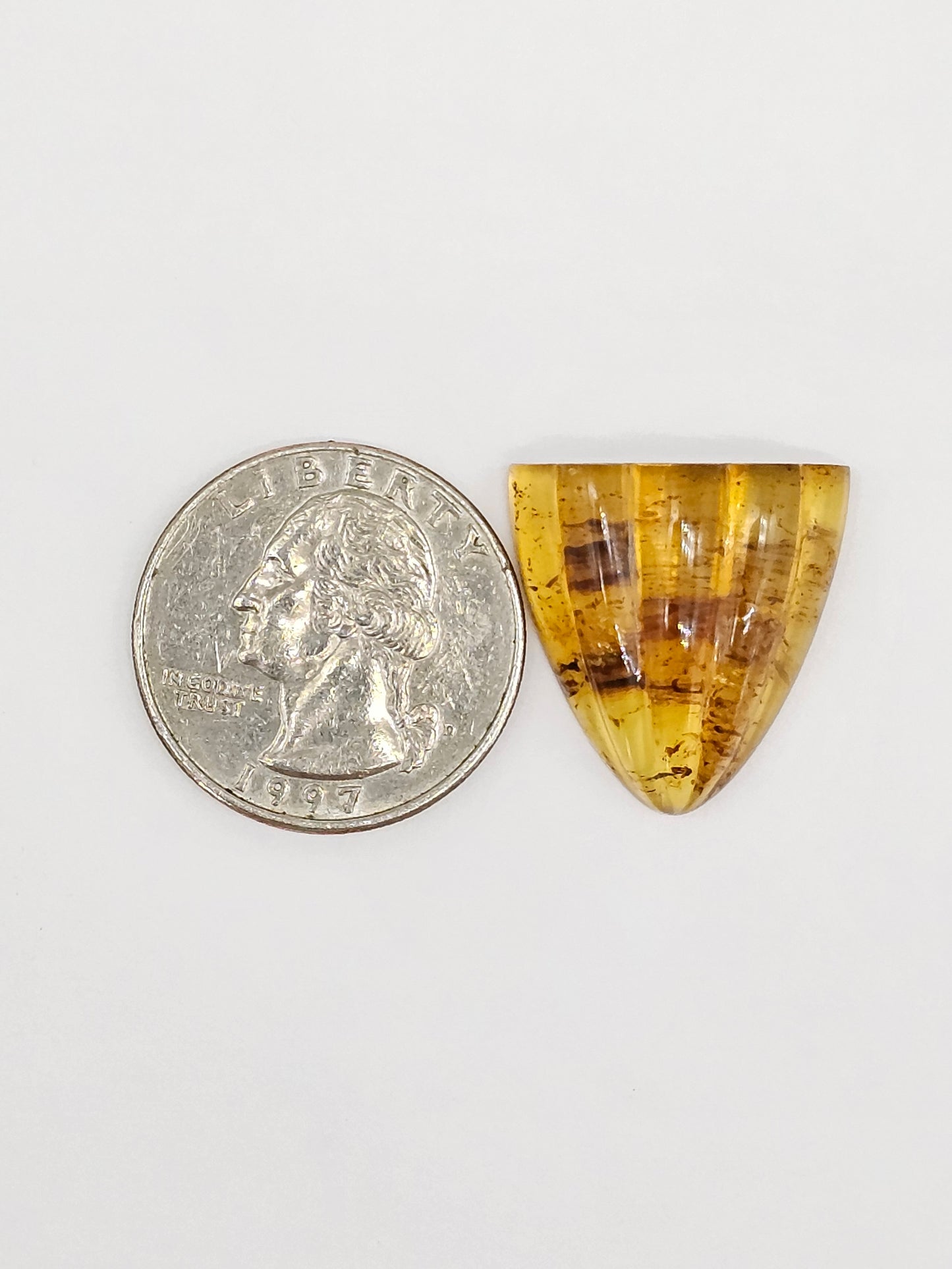 Amber Shell Cabochon