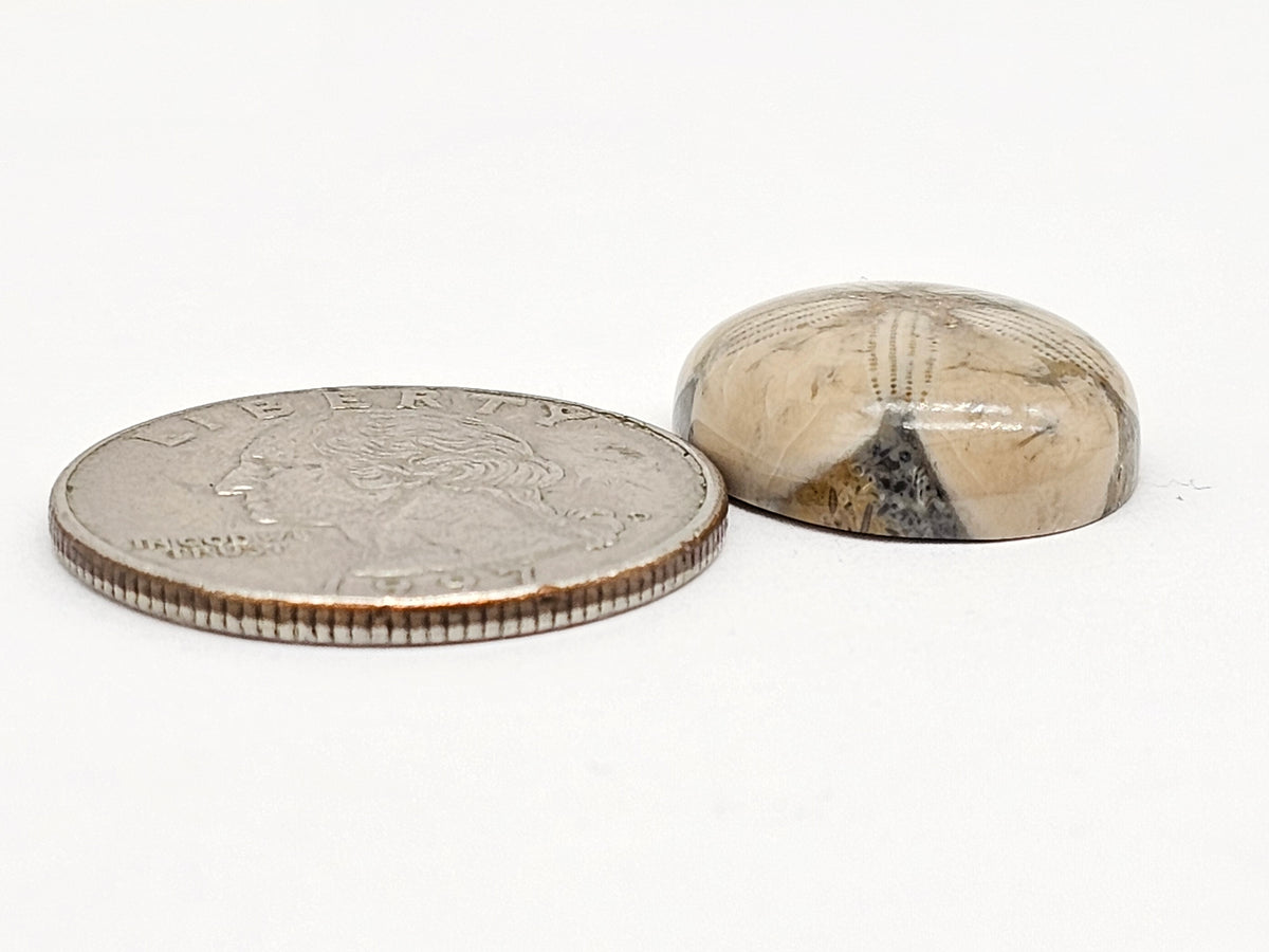 Sand Dollar Fossil - Medium
