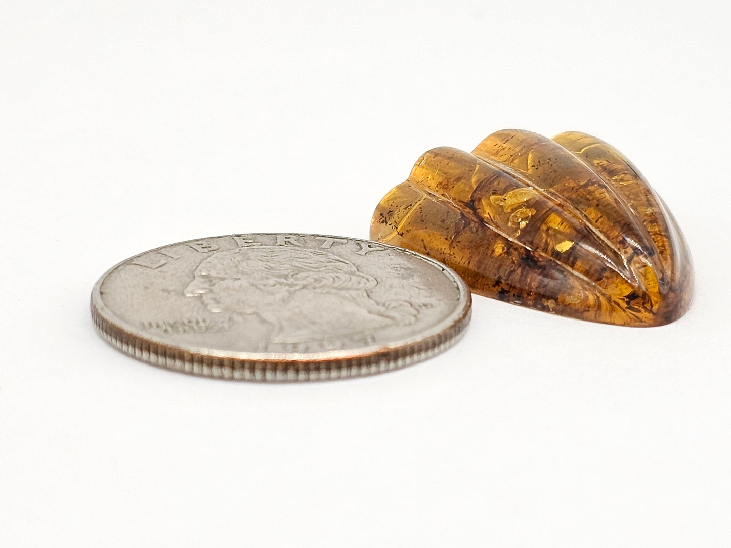 Amber Shell Cabochon