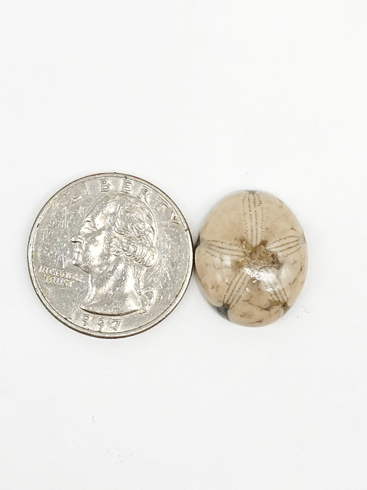 Sand Dollar Fossil - Medium