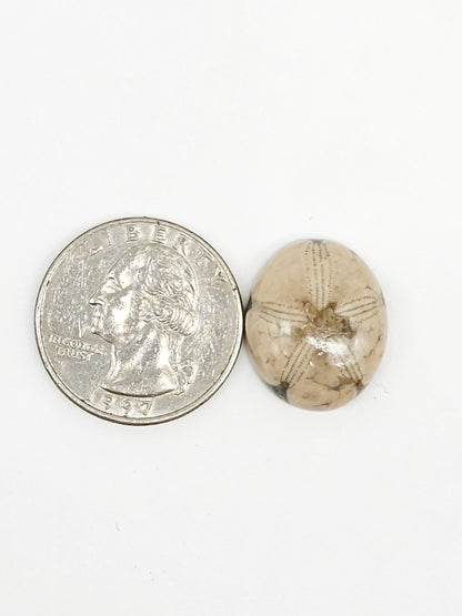 Sand Dollar Fossil - Medium