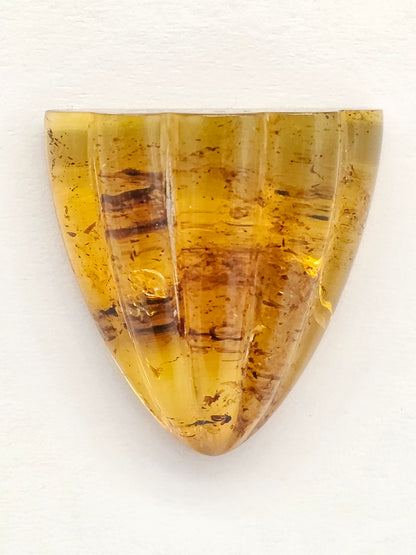 Amber Shell Cabochon