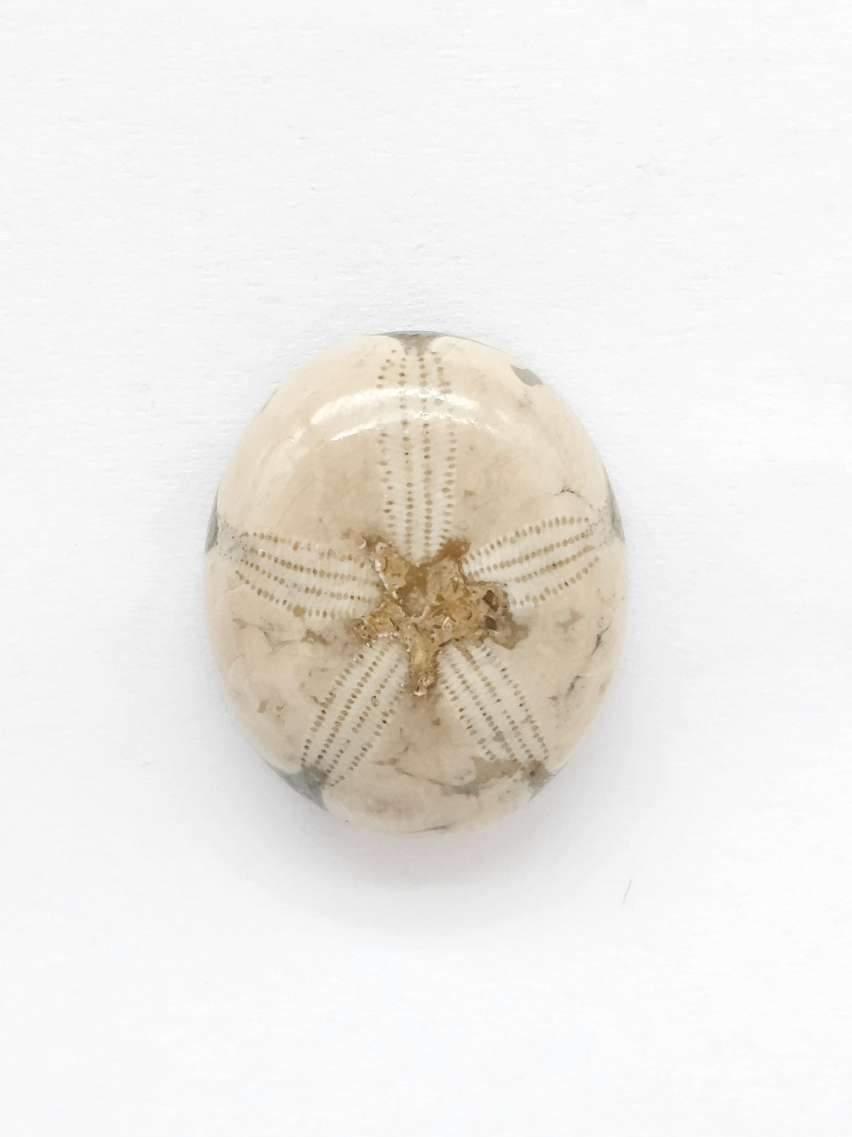Sand Dollar Fossil - Medium