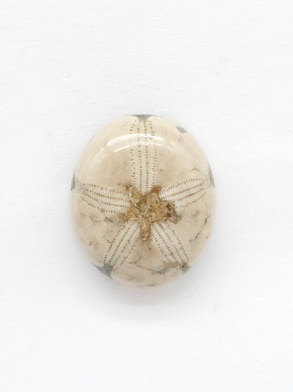 Sand Dollar Fossil - Medium