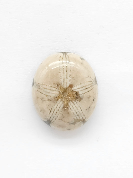 Sand Dollar Fossil - Medium