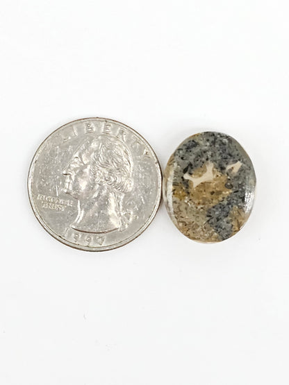 Sand Dollar Fossil - Medium