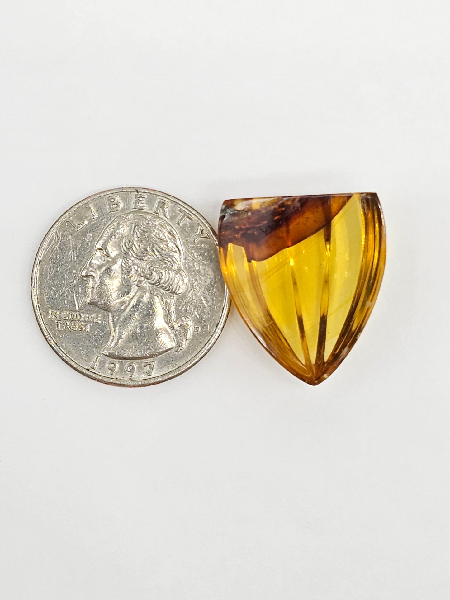 Amber Shell Cabochon