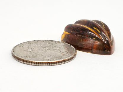 Amber Shell Cabochon