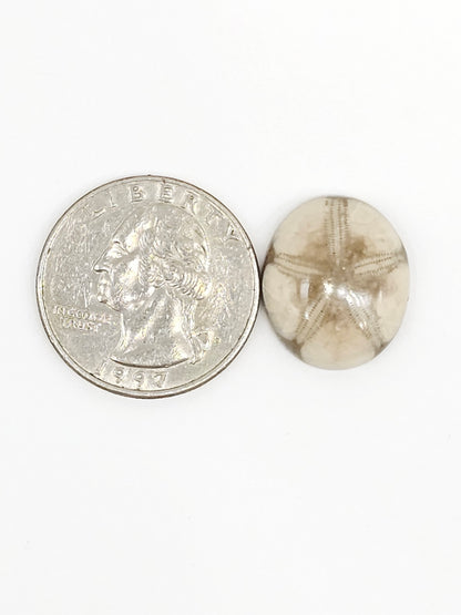 Sand Dollar Fossil - Medium