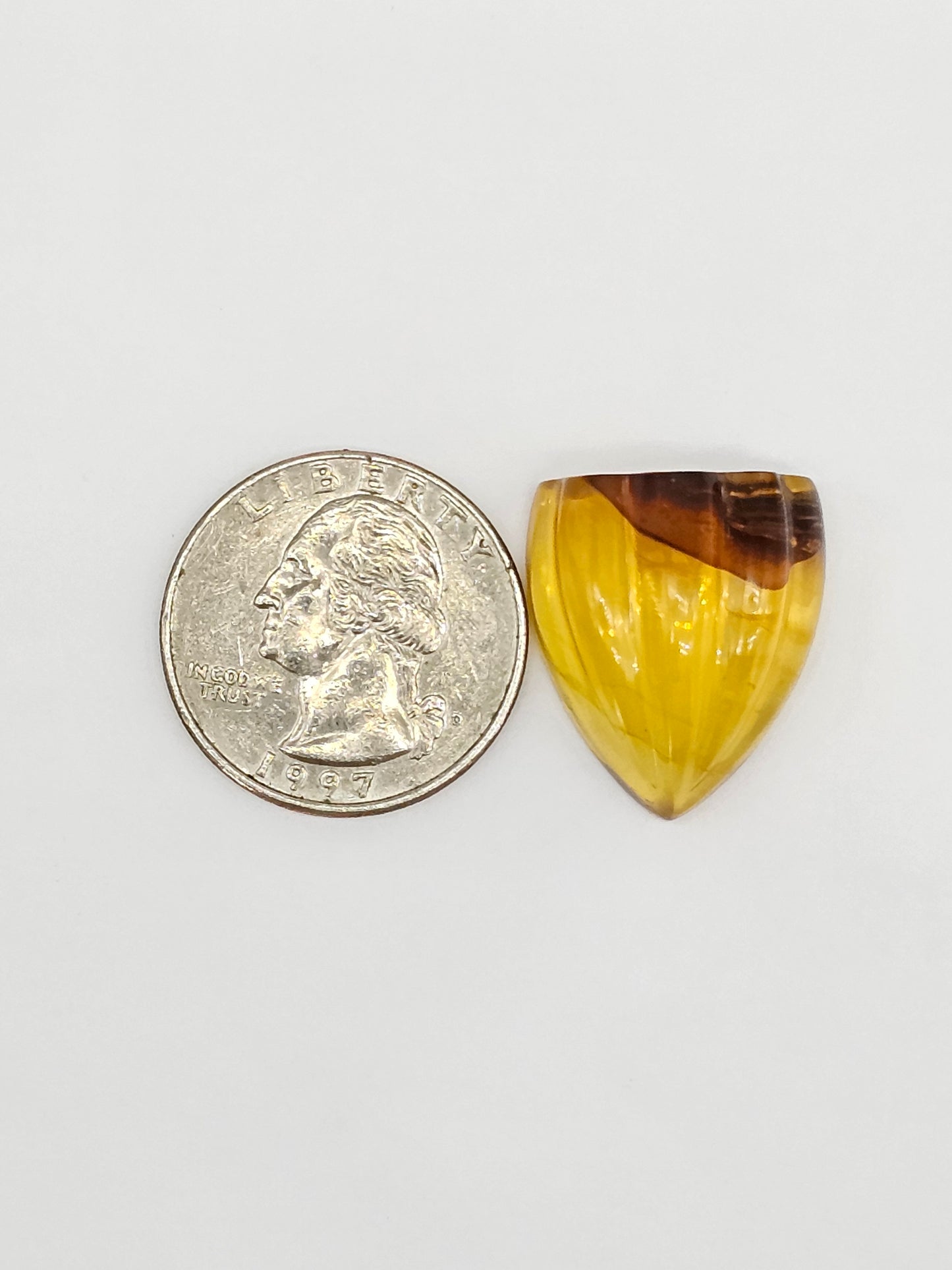 Amber Shell Cabochon