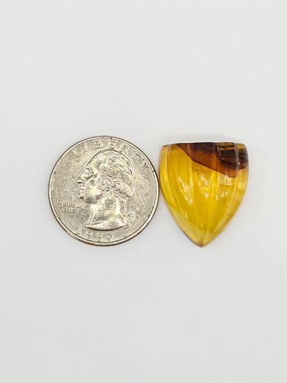Amber Shell Cabochon