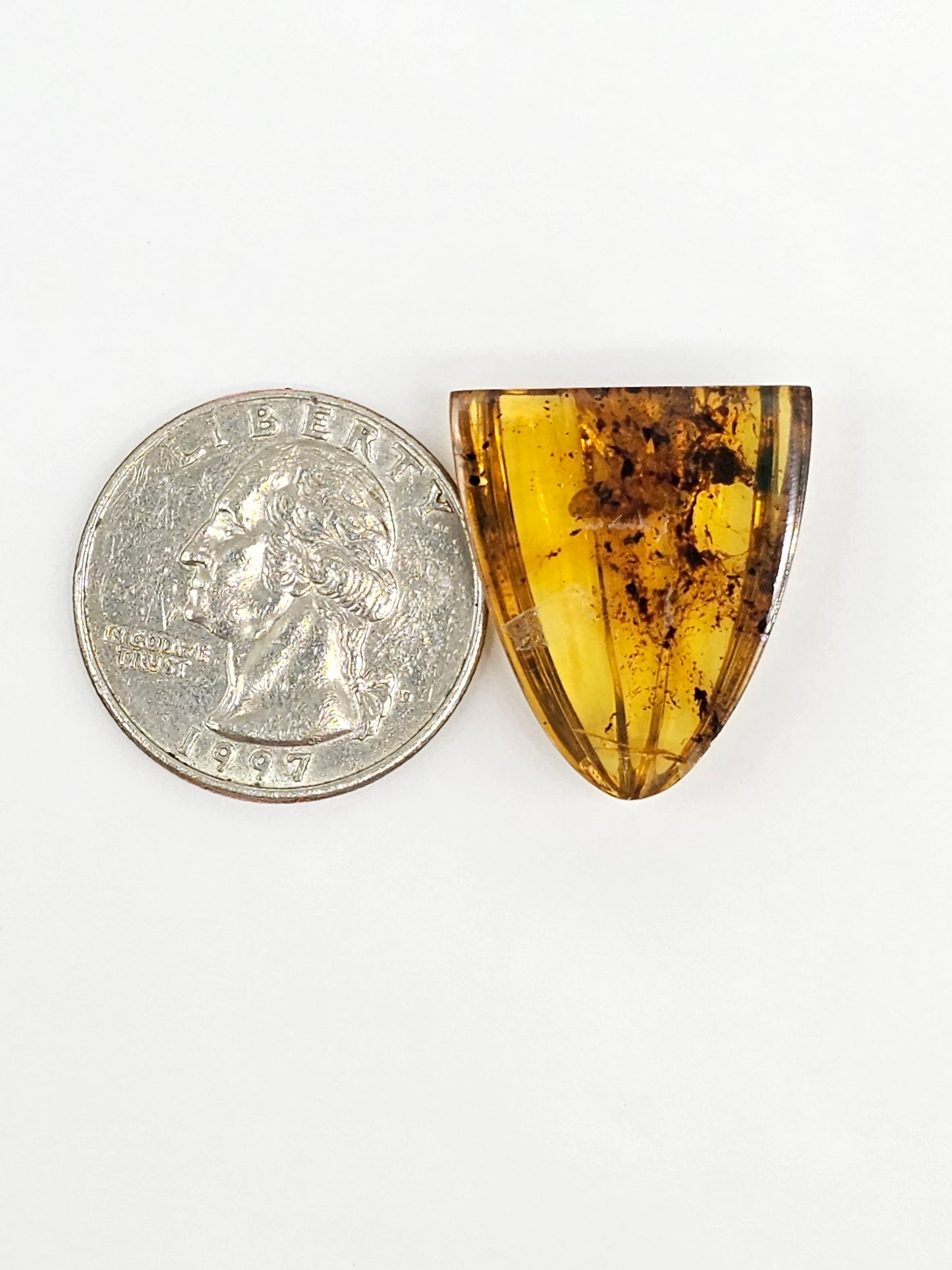 Amber Shell Cabochon