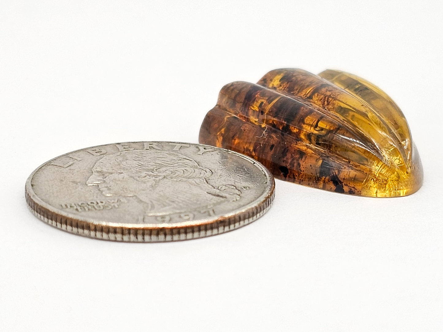 Amber Shell Cabochon