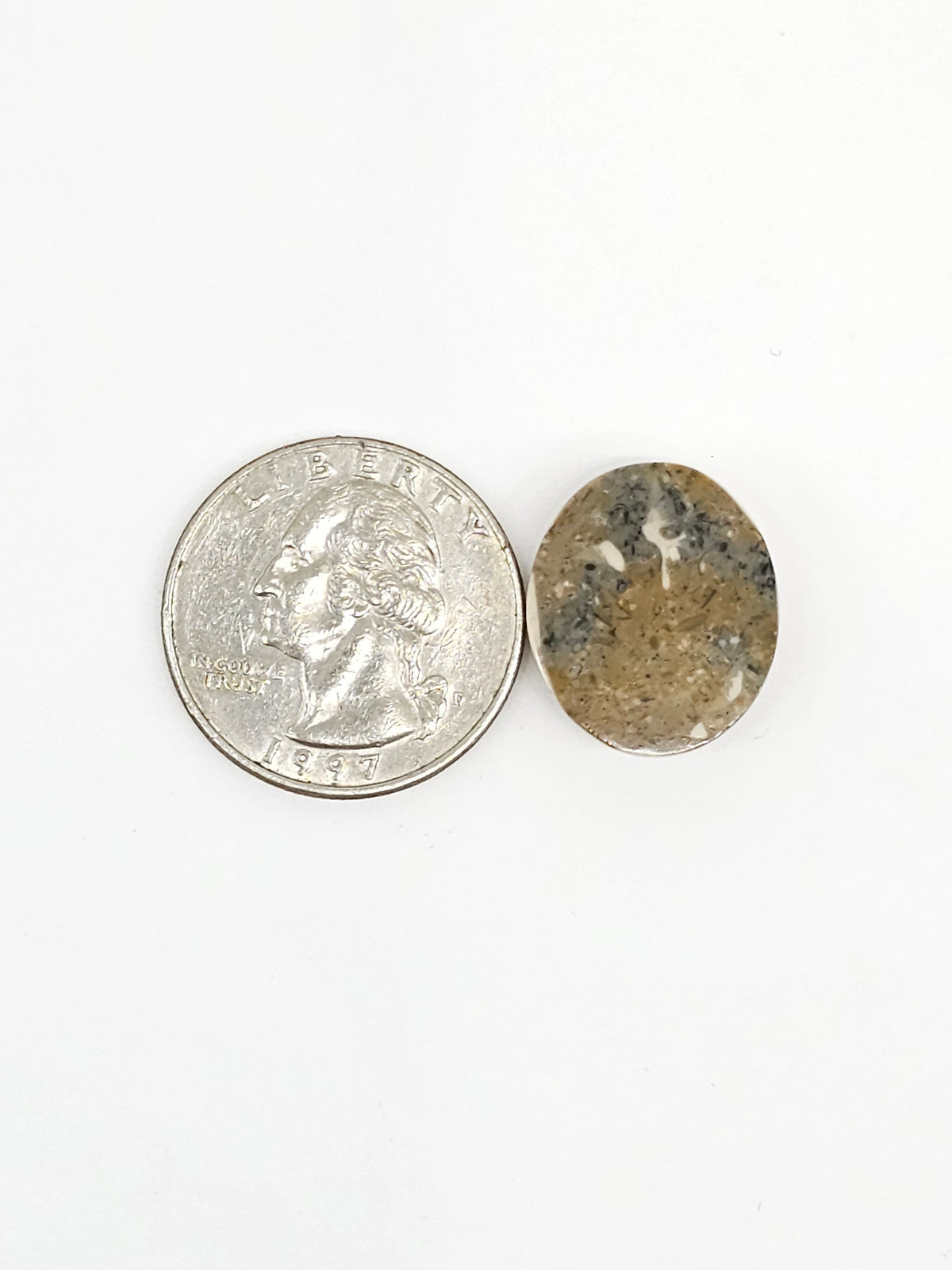 Sand Dollar Fossil - Medium