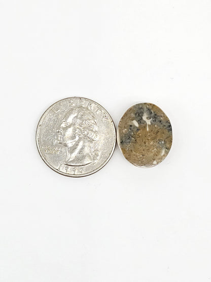 Sand Dollar Fossil - Medium