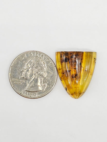 Amber Shell Cabochon
