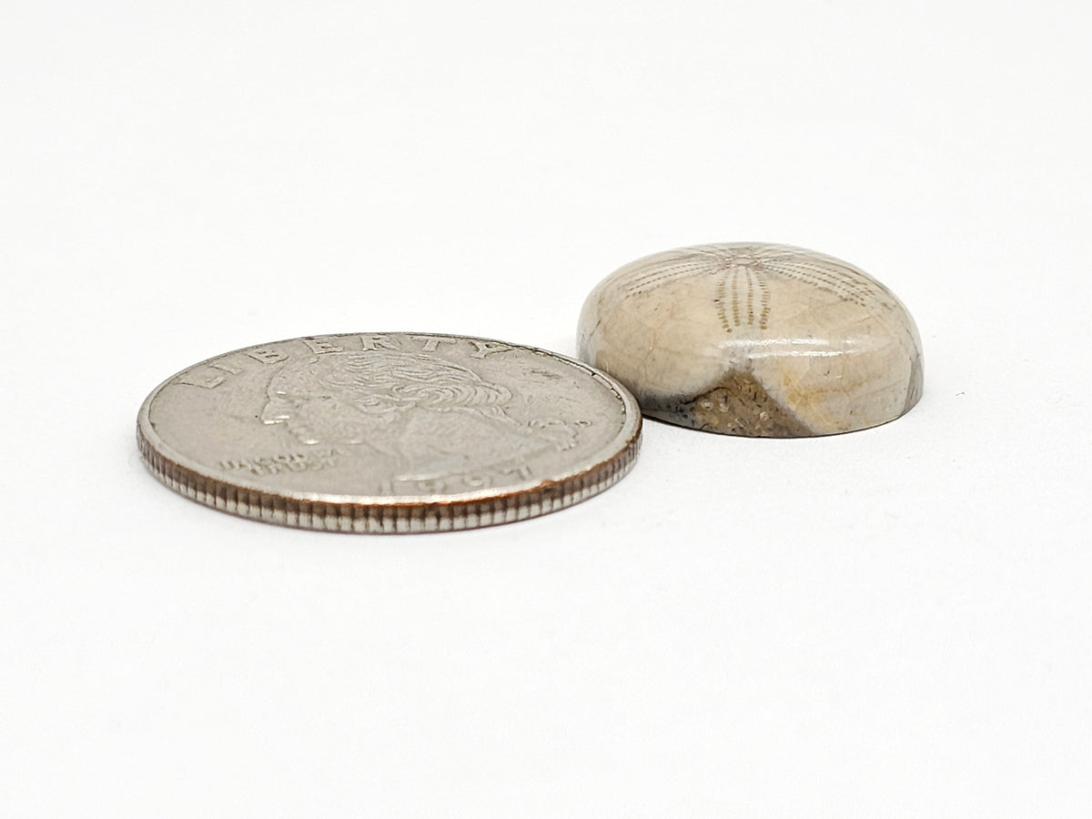 Sand Dollar Fossil - Medium