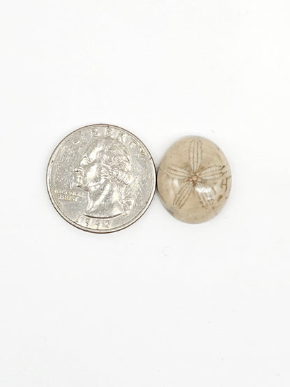 Sand Dollar Fossil - Medium