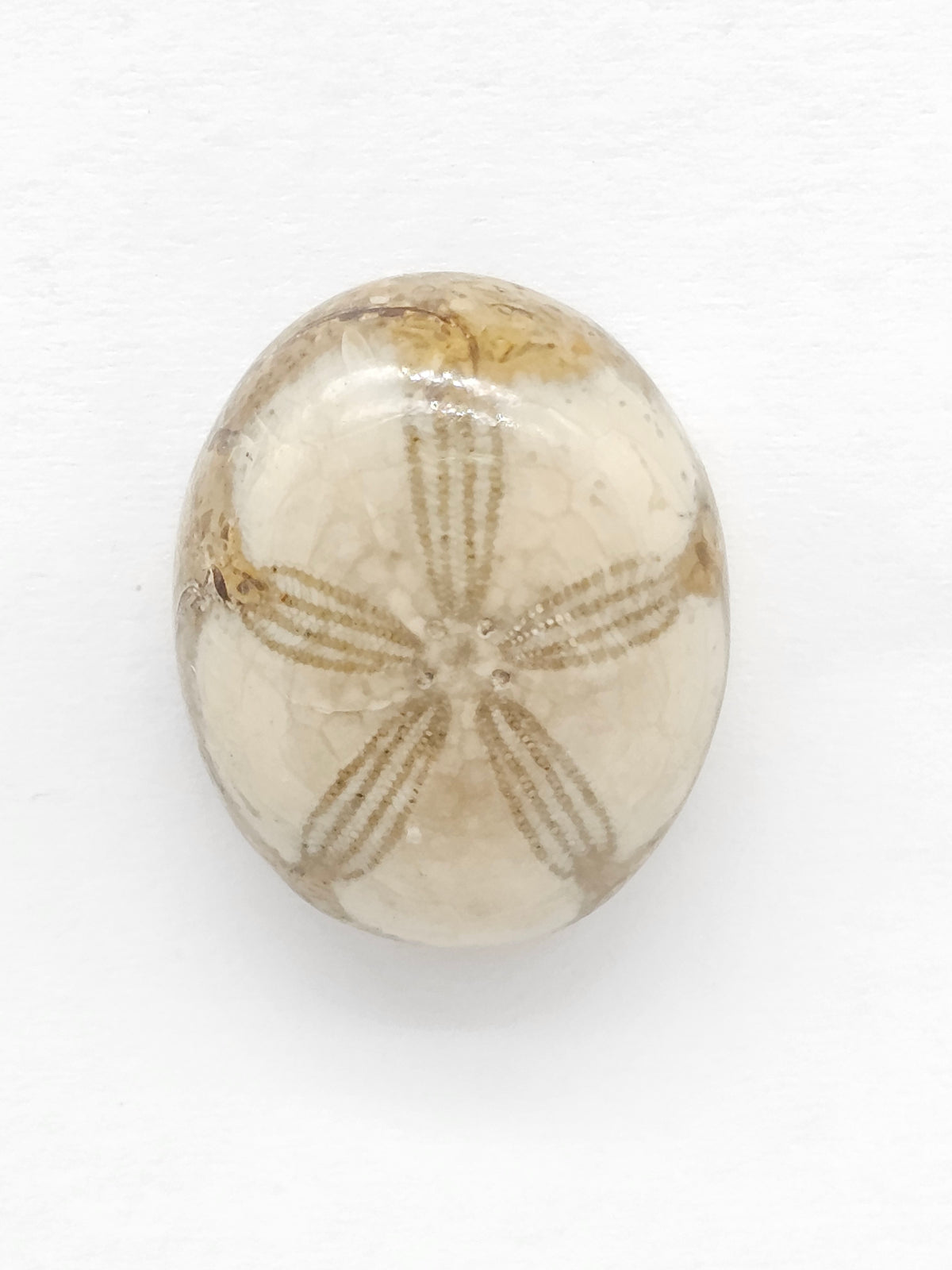 Sand Dollar Fossil - Medium