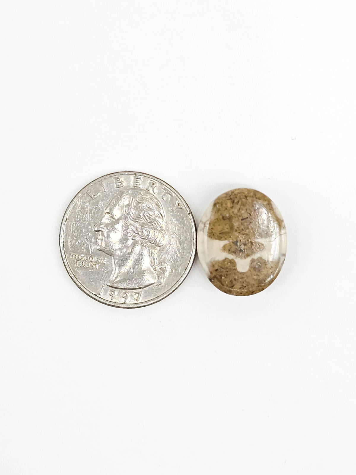 Sand Dollar Fossil - Medium