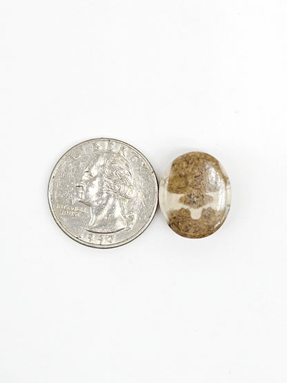 Sand Dollar Fossil - Medium