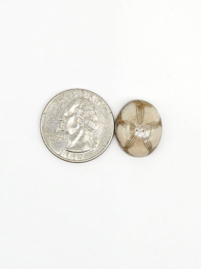Sand Dollar Fossil - Medium