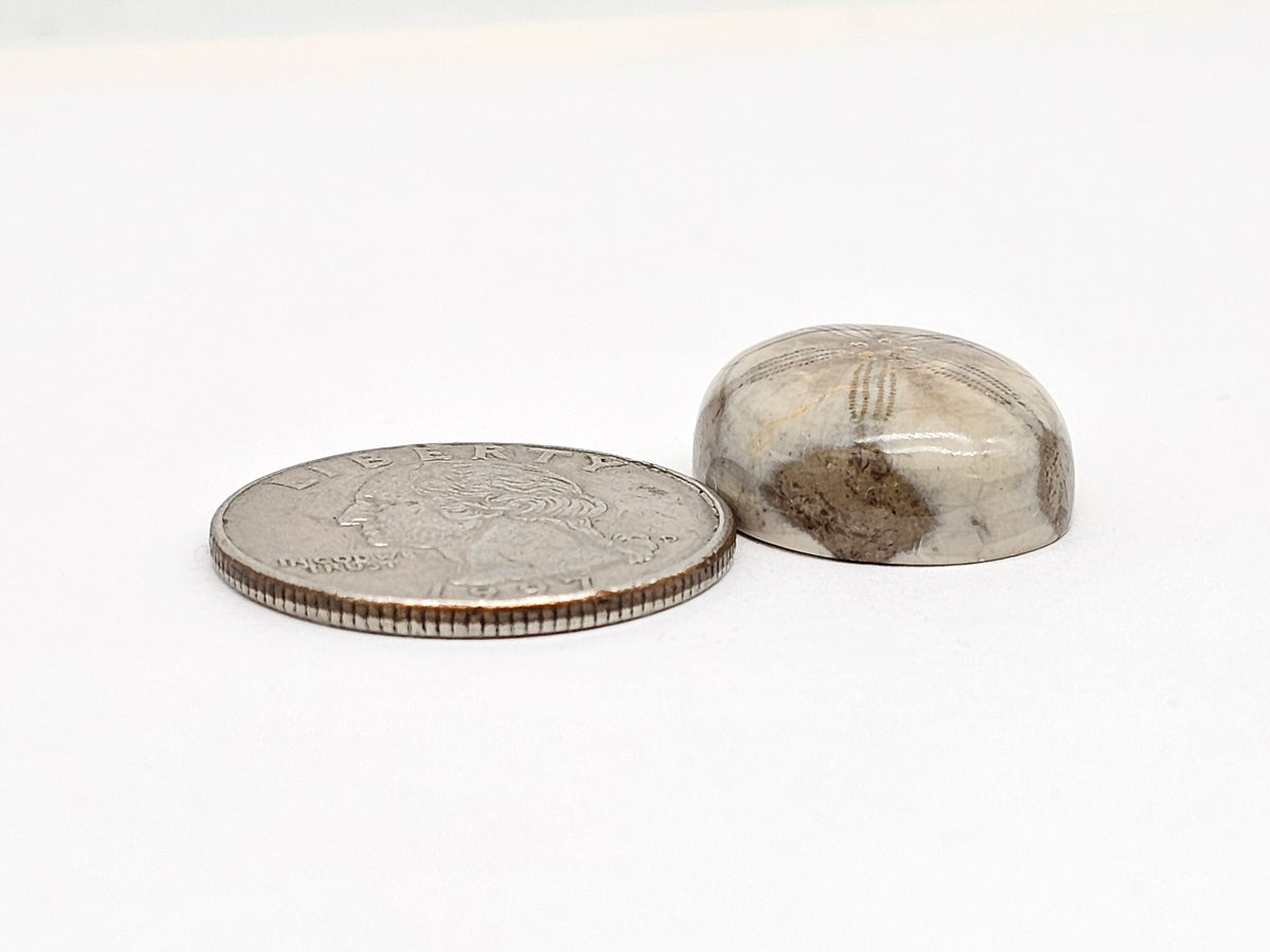 Sand Dollar Fossil - Medium