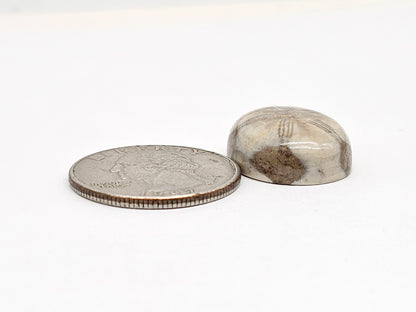 Sand Dollar Fossil - Medium