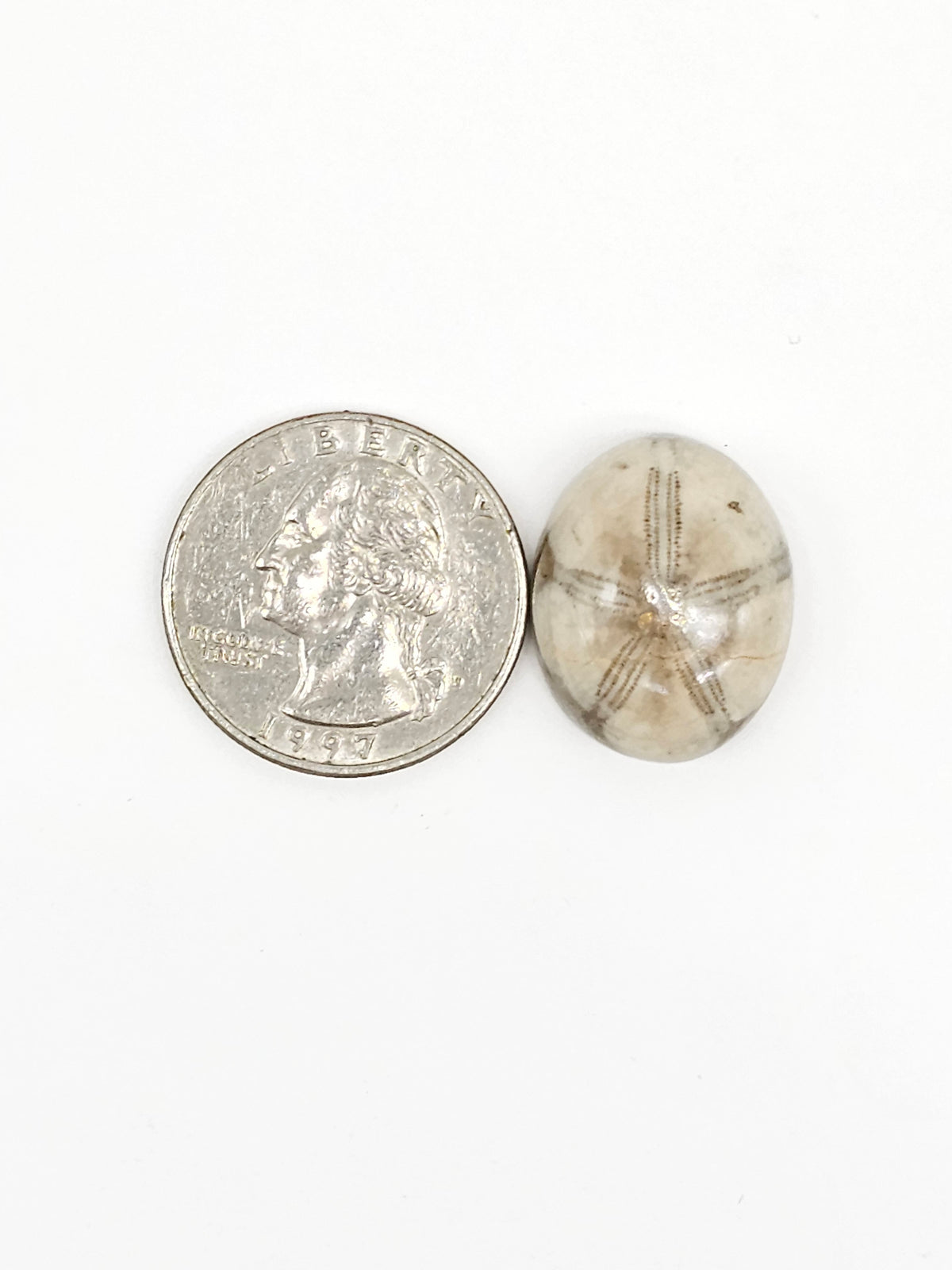Sand Dollar Fossil - Medium