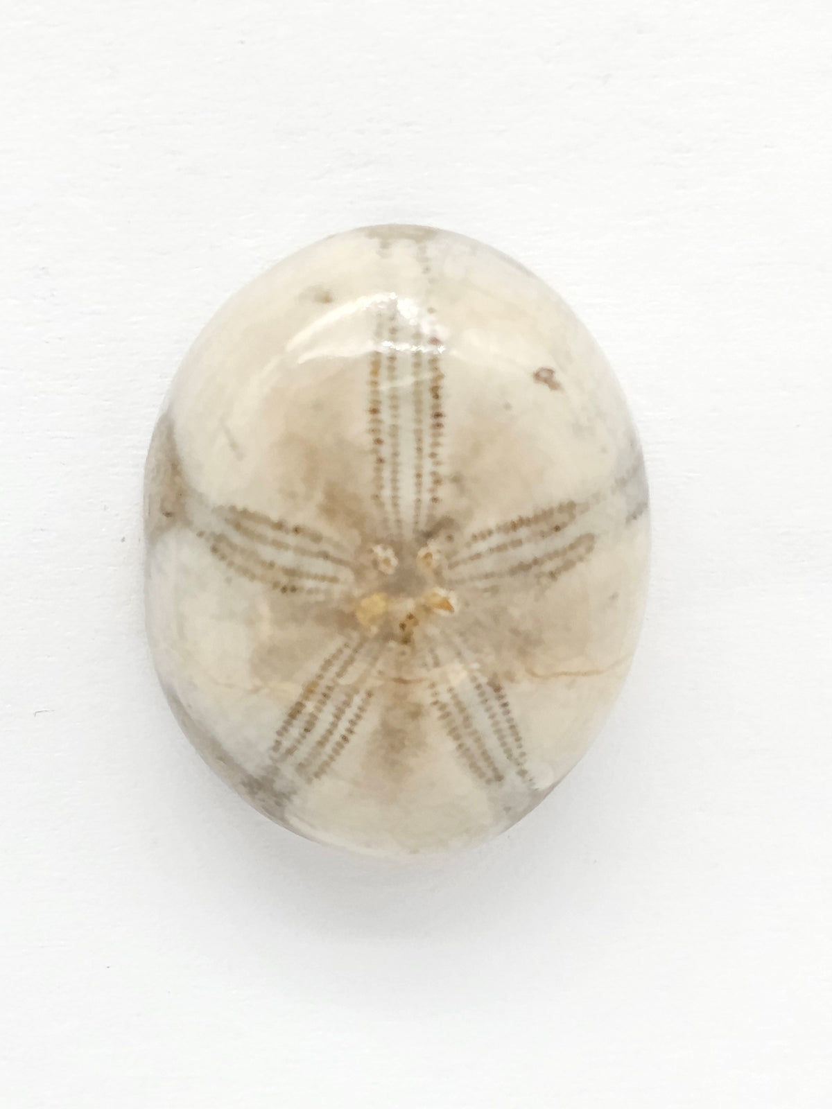 Sand Dollar Fossil - Medium