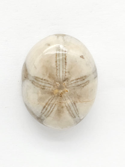 Sand Dollar Fossil - Medium