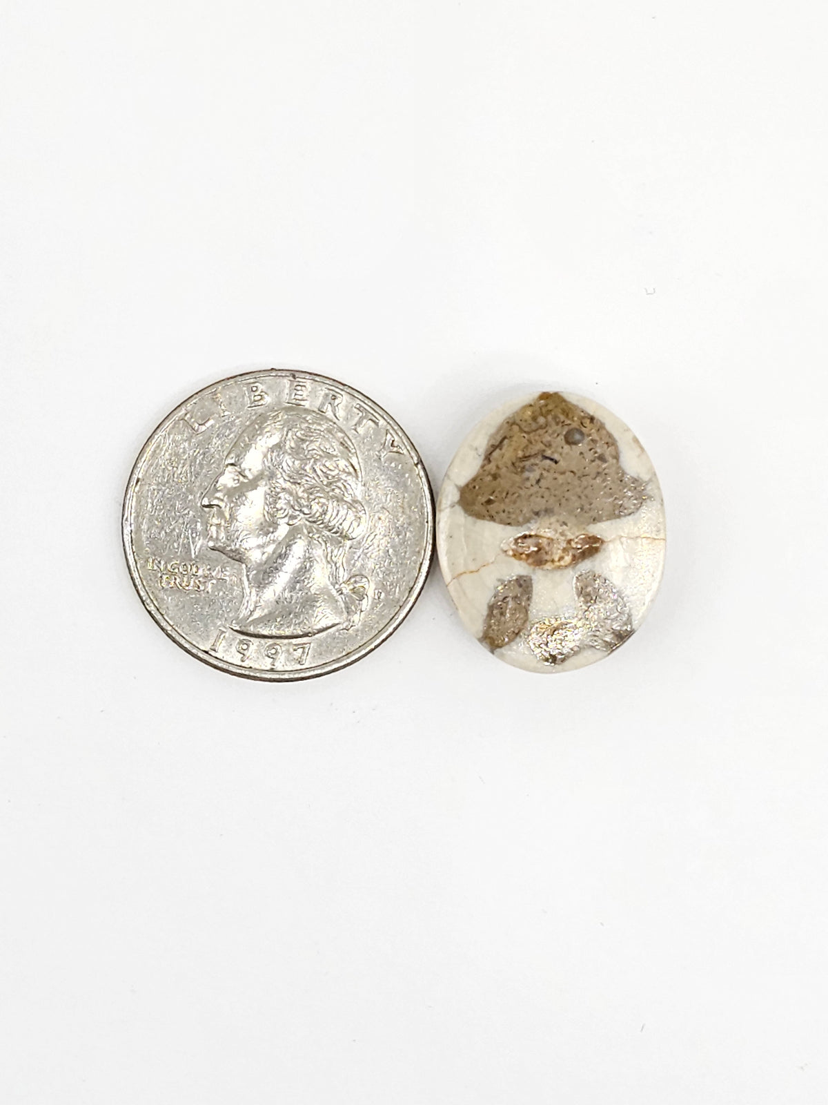 Sand Dollar Fossil - Medium