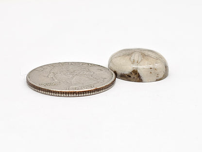 Sand Dollar Fossil - Medium