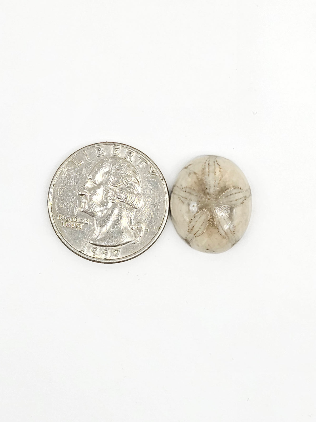 Sand Dollar Fossil - Medium