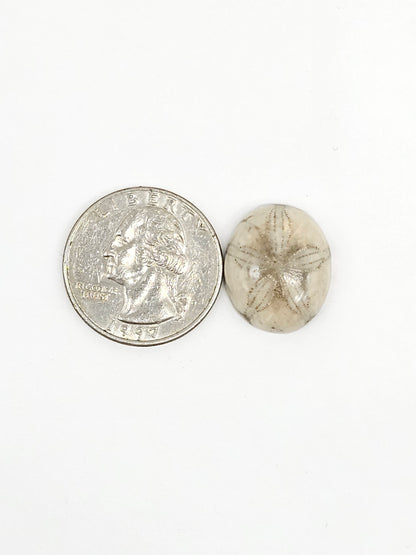 Sand Dollar Fossil - Medium